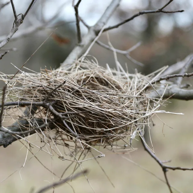 Nid d'oiseau vide dans les branches d'un arbre en hiver